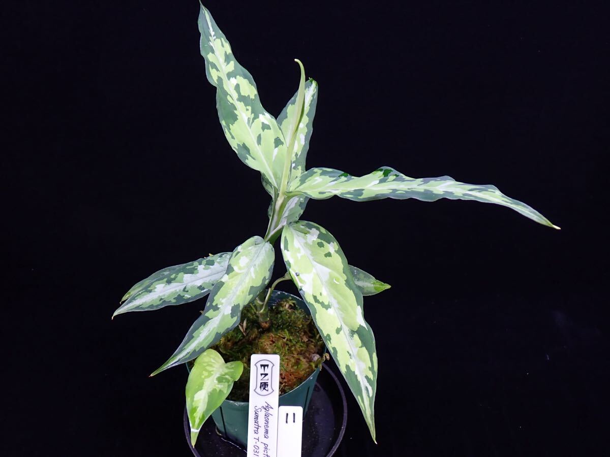 Yahoo!オークション -「aglaonema アグラオネマ」の落札相場 Yahoo!オークション -「aglaonema アグラオネマ」の落札相場
