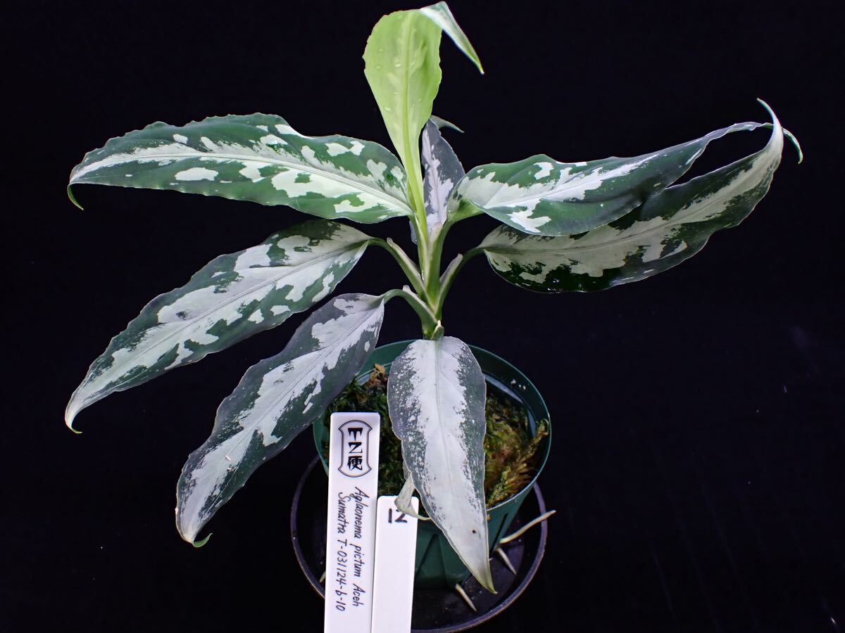 Yahoo!オークション -「aglaonema アグラオネマ」の落札相場 Yahoo!オークション -「aglaonema アグラオネマ」の落札相場