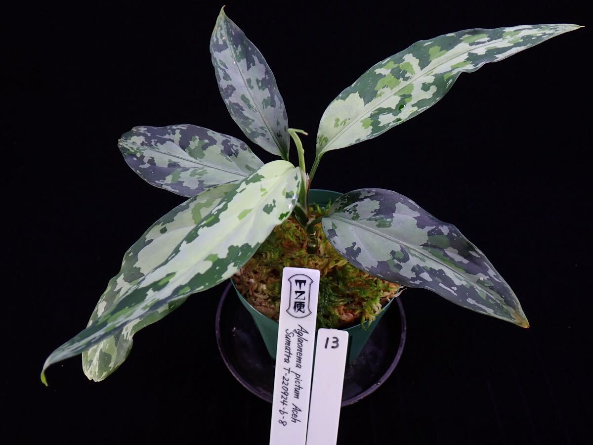 Yahoo!オークション -「aglaonema アグラオネマ」の落札相場 Yahoo!オークション -「aglaonema アグラオネマ」の落札相場