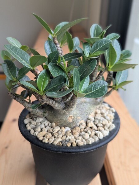 【希少】アデニウム・アラビカム モンスター5号 ③ 塊根植物