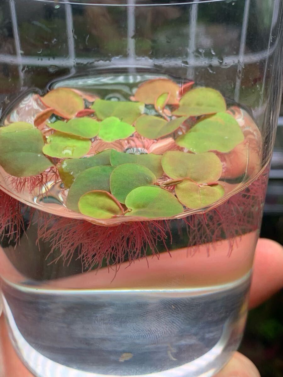 非売品 水草 ブセファランドラ sp．King devil- 水草 - 水草