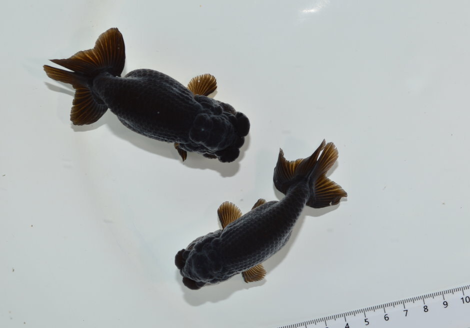 Yahoo!オークション -「らんちゅう ペア」(らんちゅう) (金魚)の