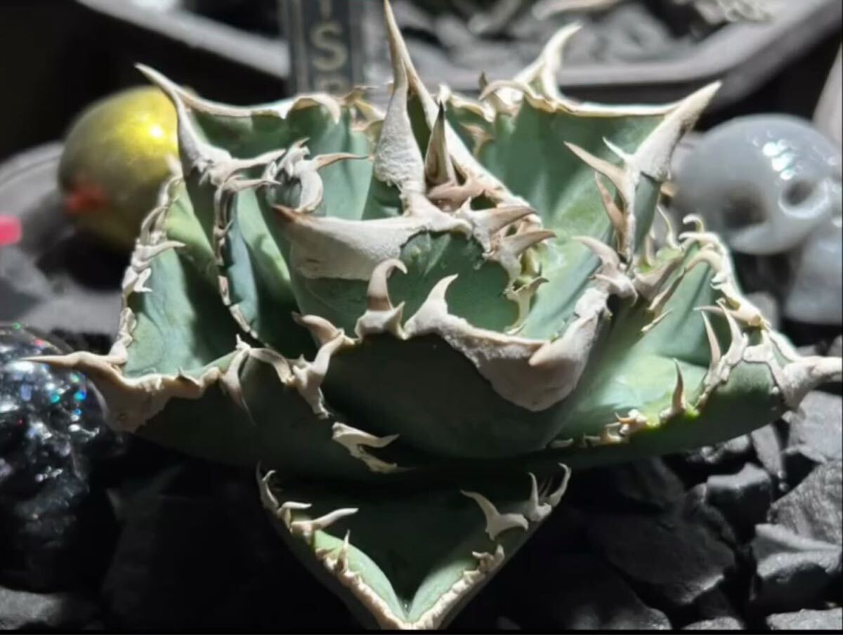 Yahoo!オークション -「流星」(アガベ) (観葉植物)の落札相場 Yahoo!オークション -「流星」(アガベ) (観葉植物)の落札相場