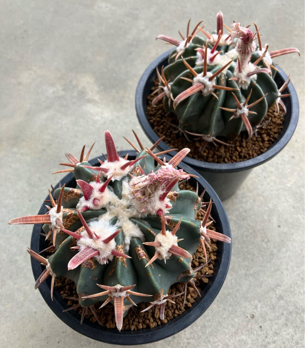 Yahoo!オークション -「綾波」(サボテン) (観葉植物)の落札相場 Yahoo!オークション -「綾波」(サボテン) (観葉植物)の落札相場