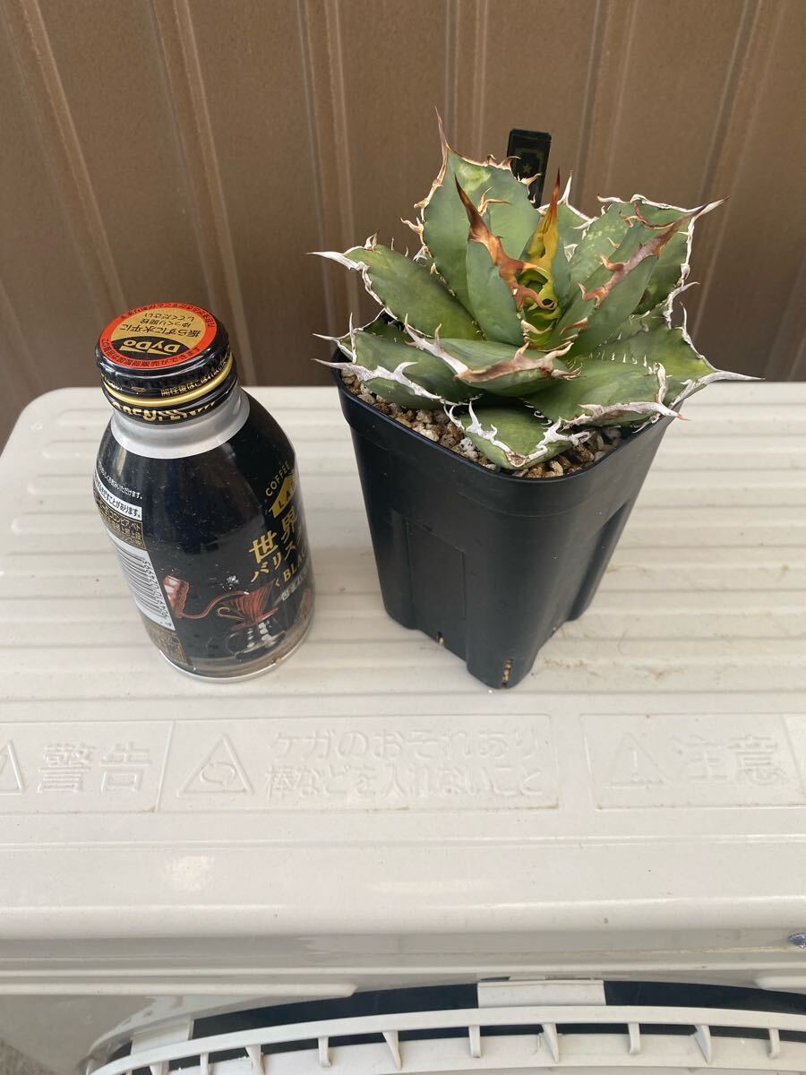 Yahoo!オークション -「烈焔」(アガベ) (観葉植物)の落札相場 Yahoo!オークション -「烈焔」(アガベ) (観葉植物)の落札相場