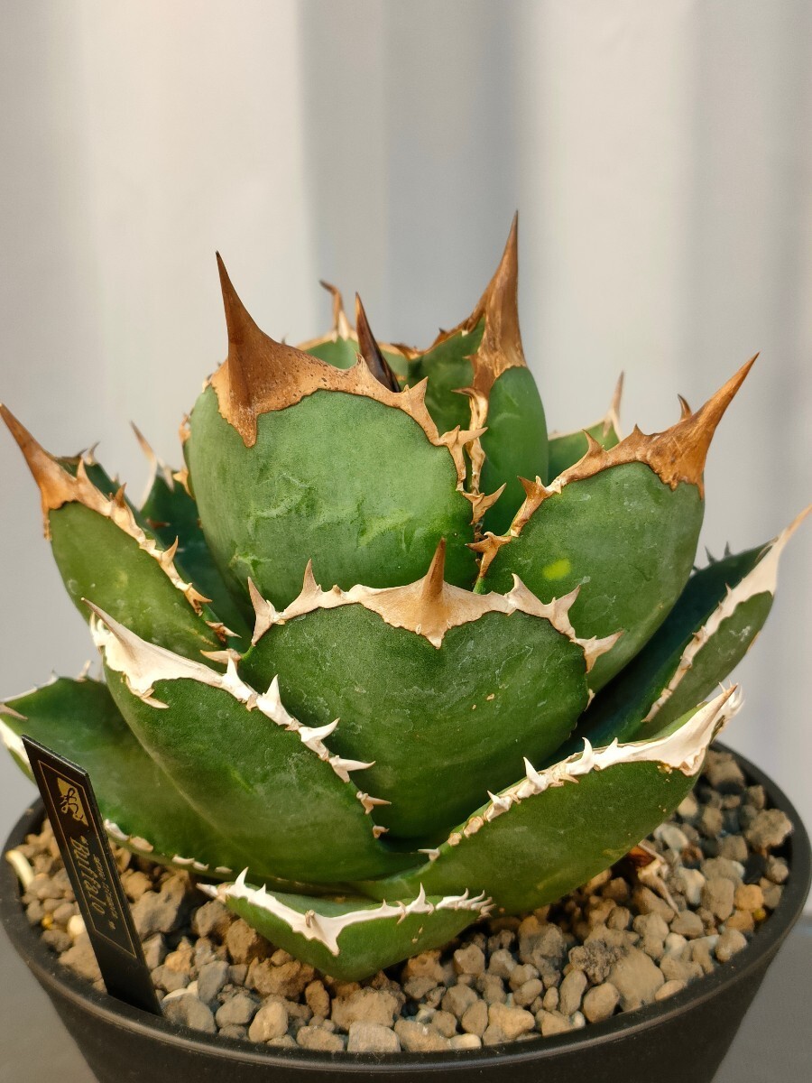 Yahoo!オークション -「イラン イラン」(観葉植物) の落札相場 Yahoo!オークション -「イラン イラン」(観葉植物) の落札相場