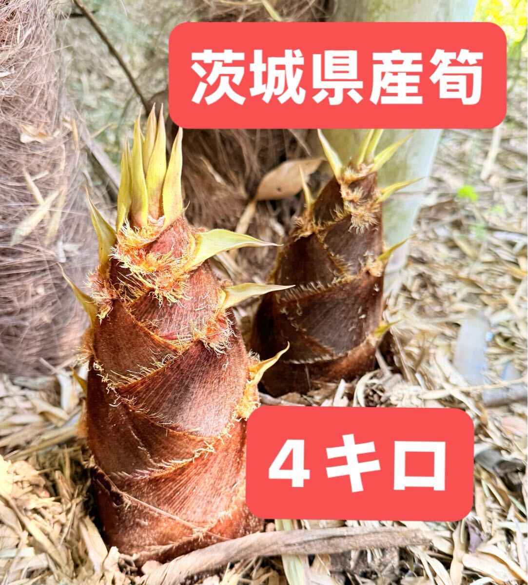 送料無料 数量限定 無農薬 新鮮朝採りタケノコ約6キロ 茨城県産 送料無料 数量限定 無農薬 新鮮朝採りタケノコ約6キロ 茨城県産