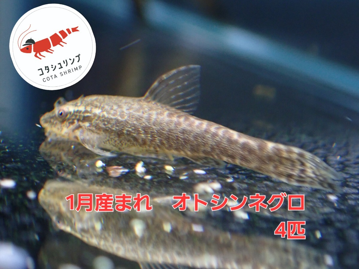 2025年最新】Yahoo!オークション -#オトシンネグロ(熱帯魚)の