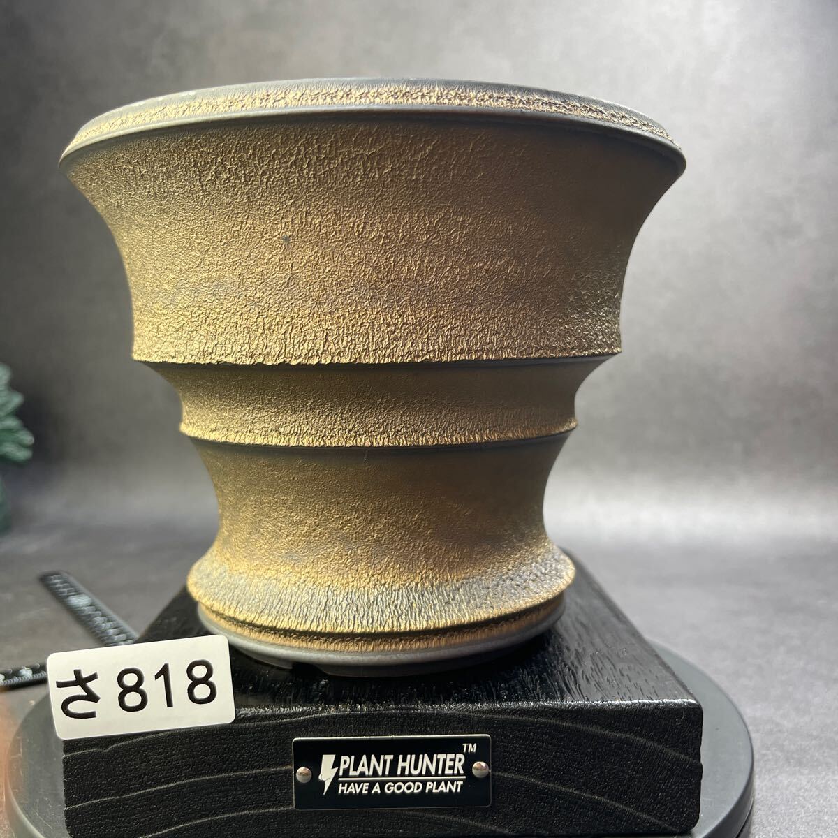 2025年最新】Yahoo!オークション -パキプス 鉢の中古品・新品 2025年最新】Yahoo!オークション -パキプス 鉢の中古品・新品