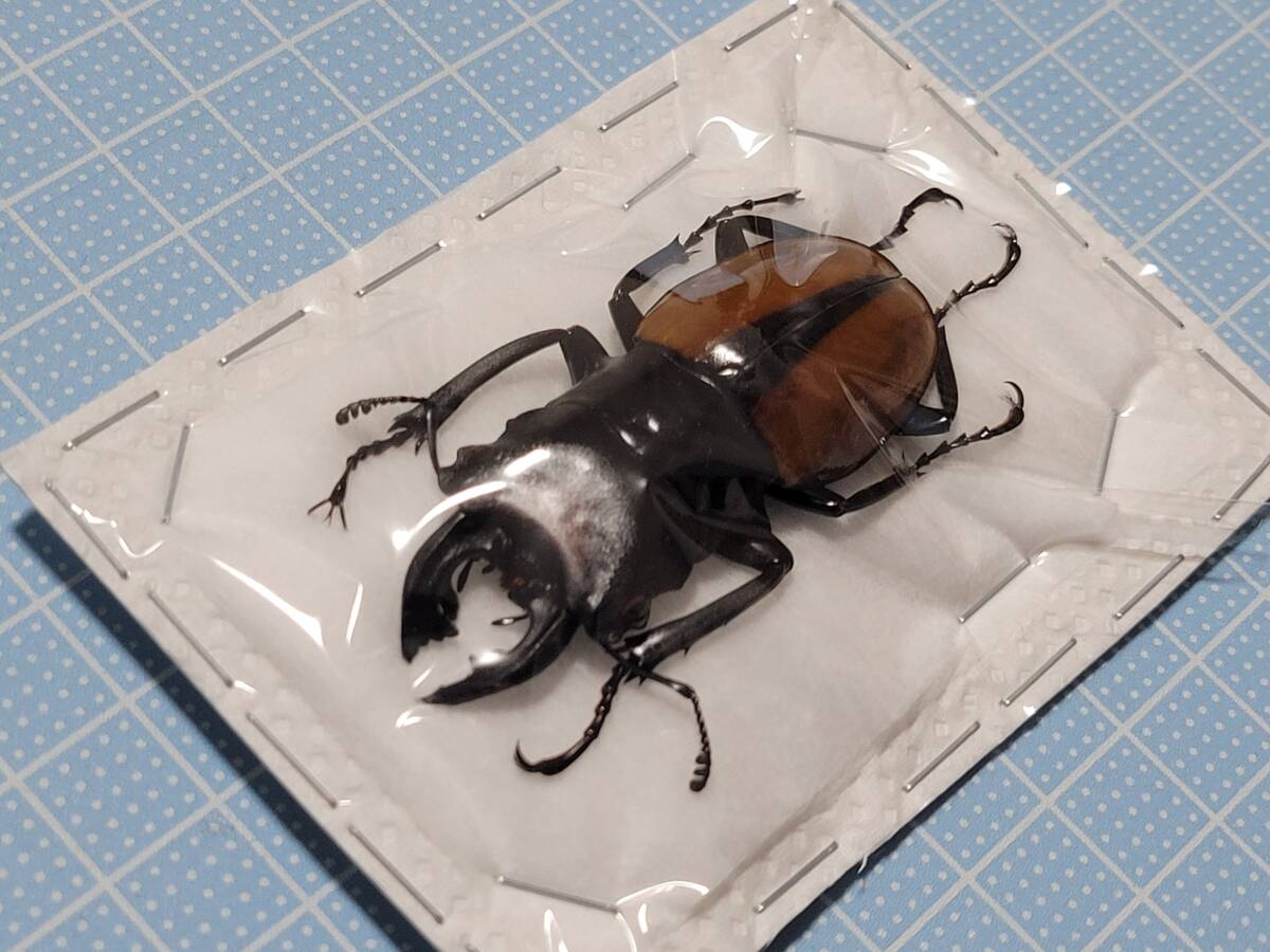 楽天市場】昆虫 標本用品 （クワガタ・カブトムシ・甲虫・昆虫用