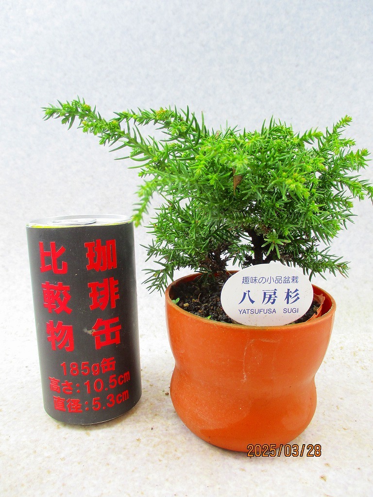 日本全国送料無料商品 | 特集 | 2025年最新】Yahoo!オークション -八房杉の中古品・新品・未使用 その他
