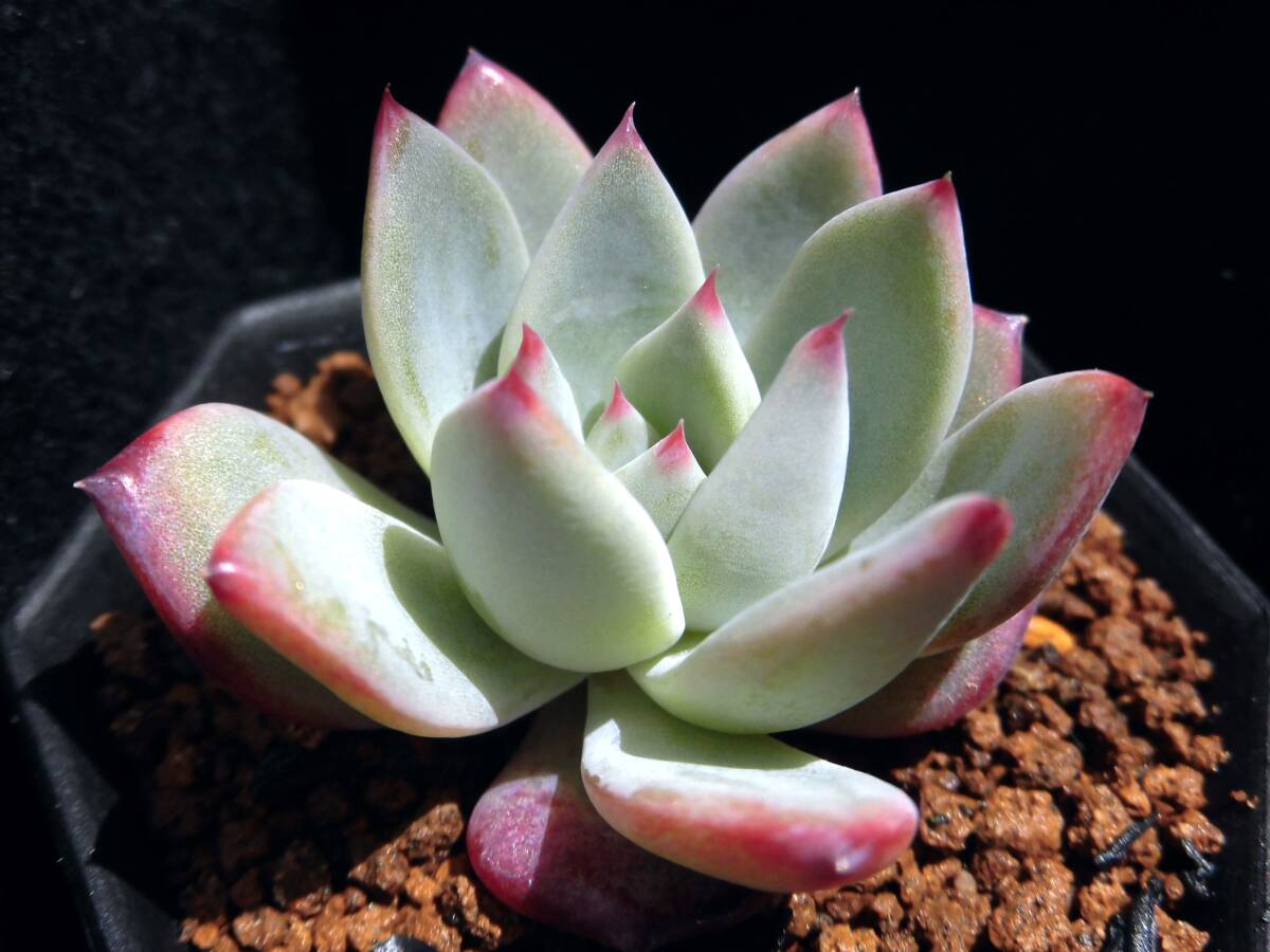 Yahoo!オークション -「エケベリア リンゼアナ」(観葉植物) の Yahoo!オークション -「エケベリア リンゼアナ」(観葉植物) の