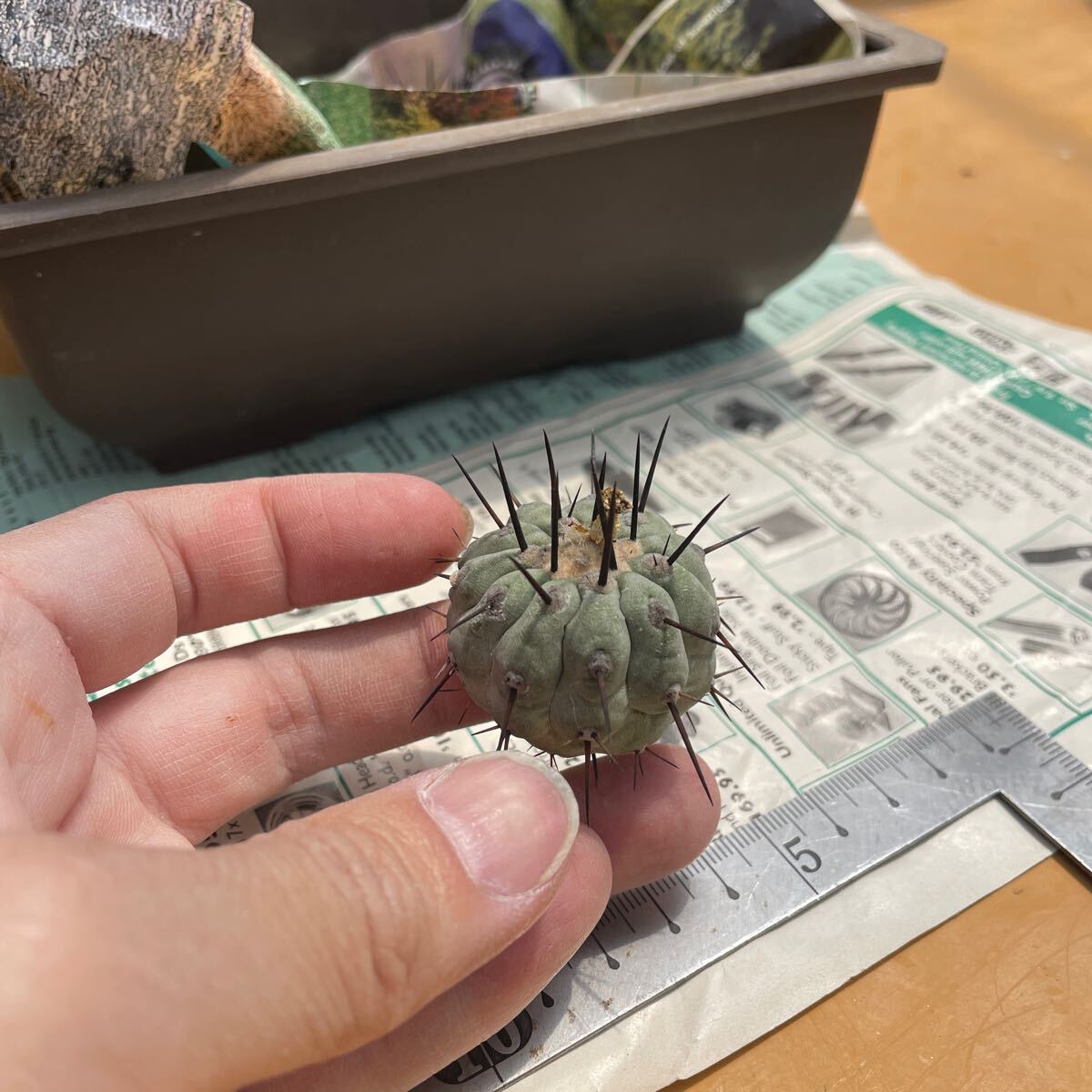 Yahoo!オークション -「黒王丸 カキコ」(観葉植物) の落札相場 Yahoo!オークション -「黒王丸 カキコ」(観葉植物) の落札相場