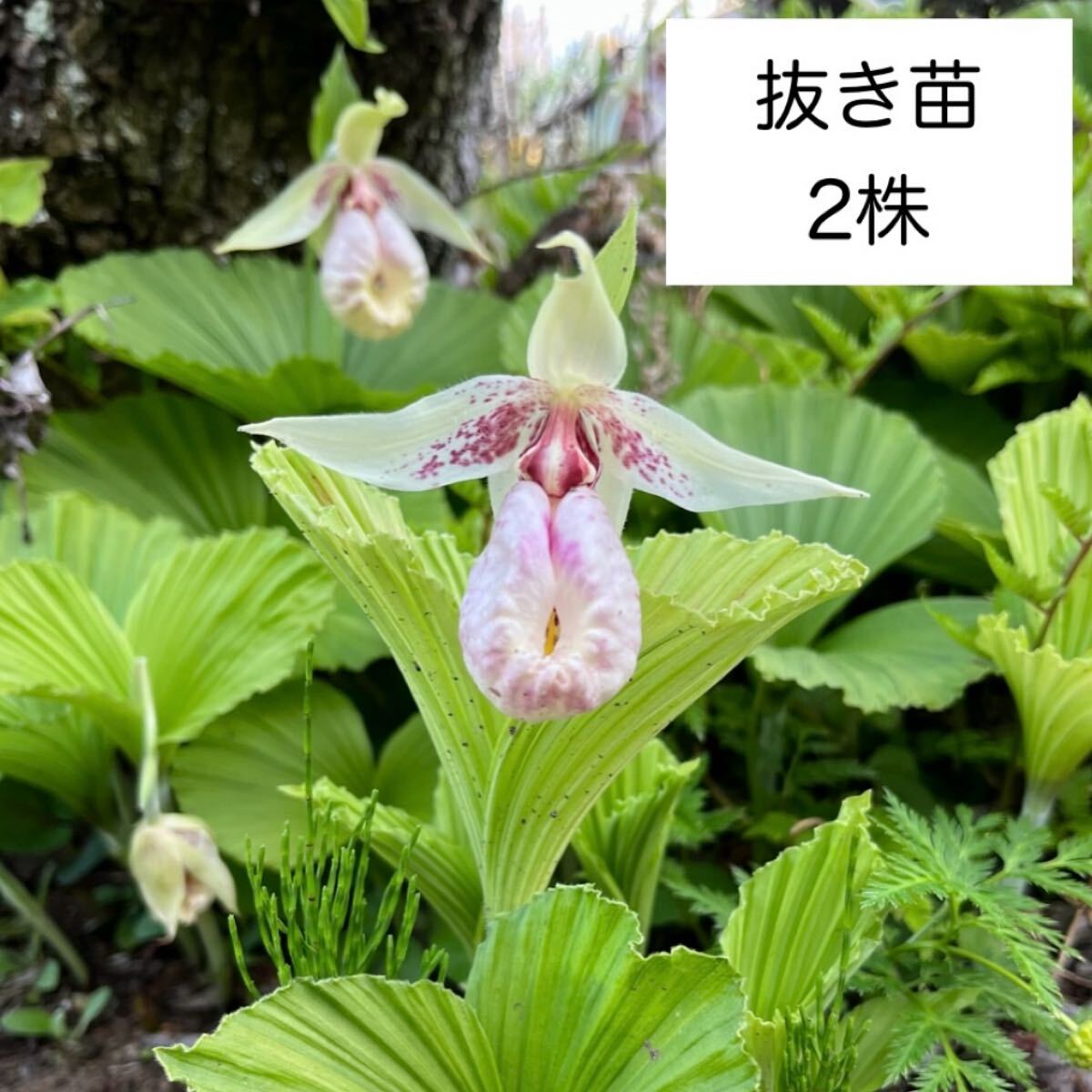 25. 山野草 『日本クマガイソウ』（熊谷草)の 抜き苗 1株