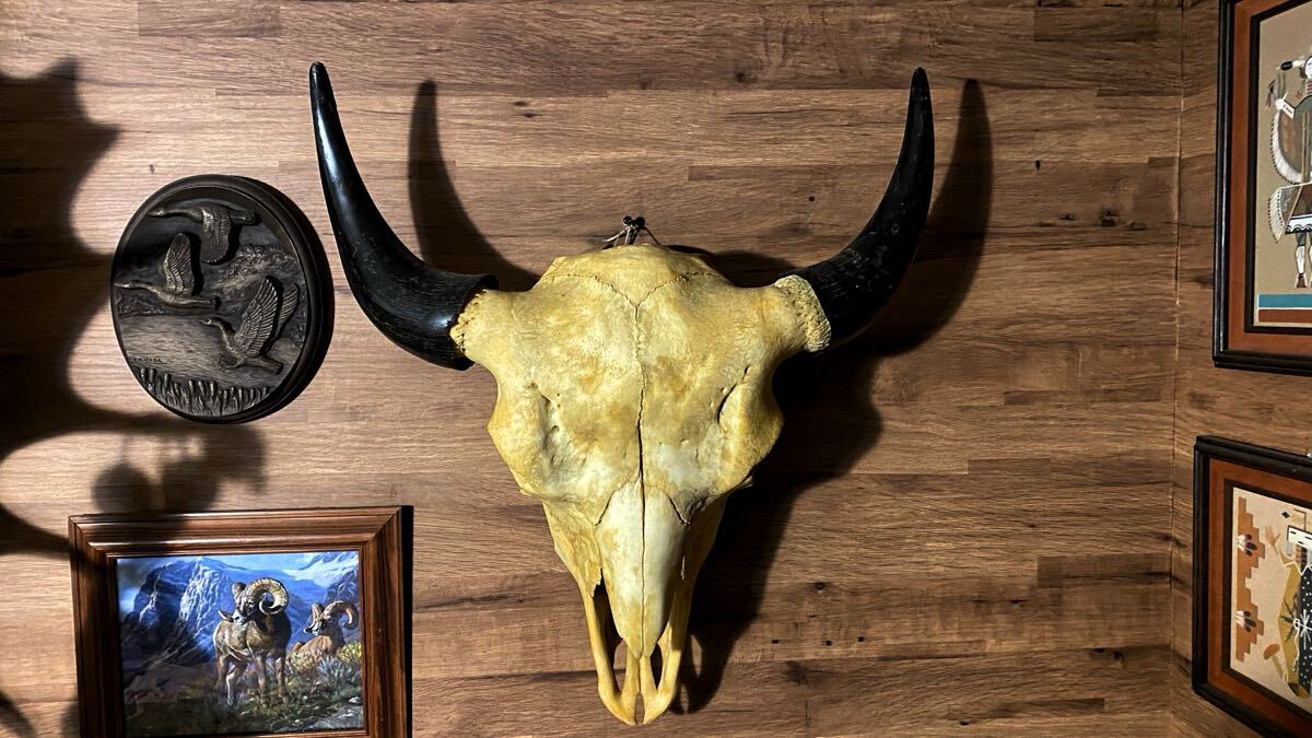 バイソン　ハンティングトロフィー　剥製　標本　頭骨 Vintage Bison Head Trophy、アメリカンバッファロー、バイソン