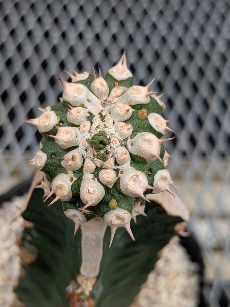 Yahoo!オークション -「ユーフォルビア トム」(観葉植物) の落札 Yahoo!オークション -「ユーフォルビア トム」(観葉植物) の落札
