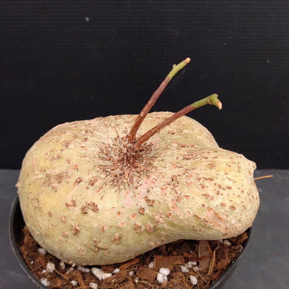 Yahoo!オークション -「アデニア キルキー」(観葉植物) の落札