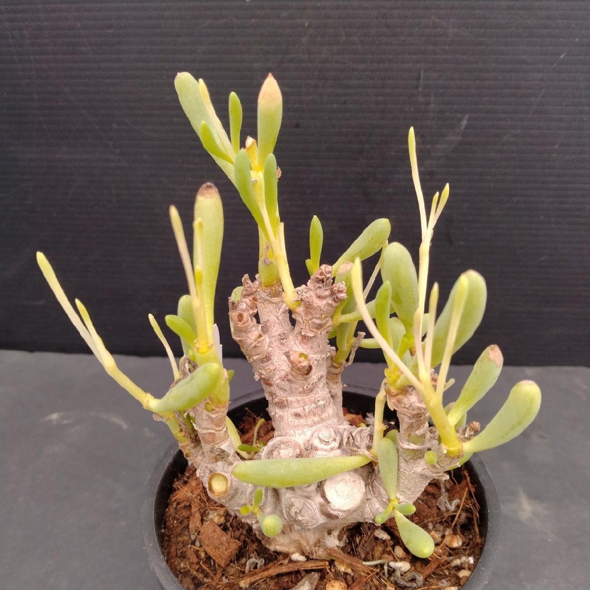 現地株 Othonna clavifolia オトンナ クラビフォリア 21