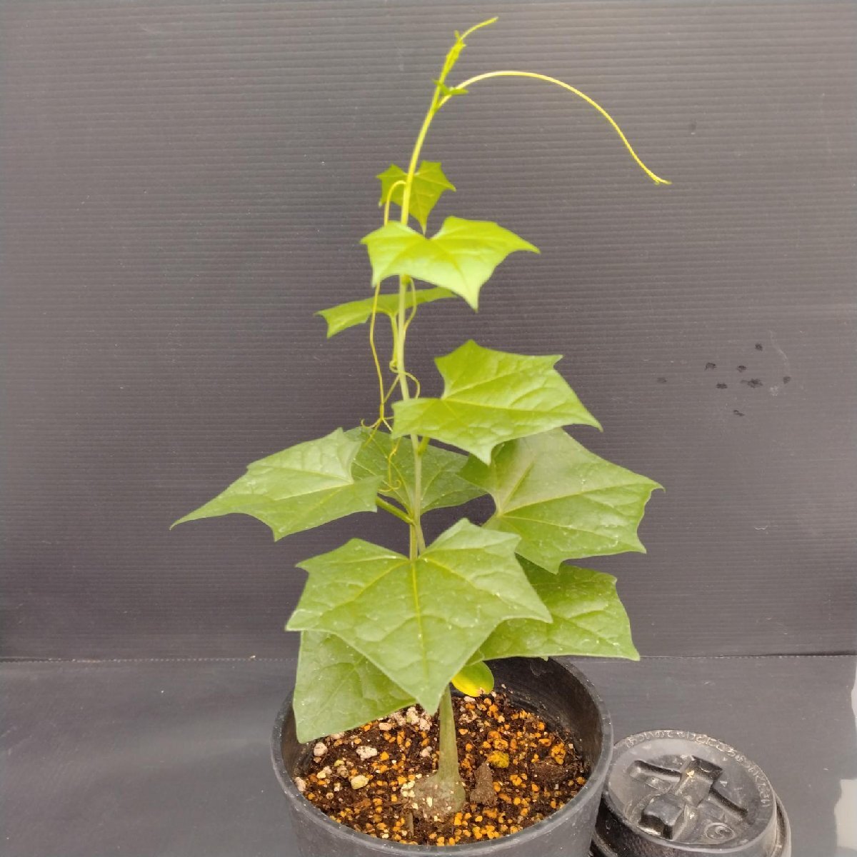 Yahoo!オークション -「サス」(観葉植物) の落札相場・落札価格 Yahoo!オークション -「サス」(観葉植物) の落札相場・落札価格