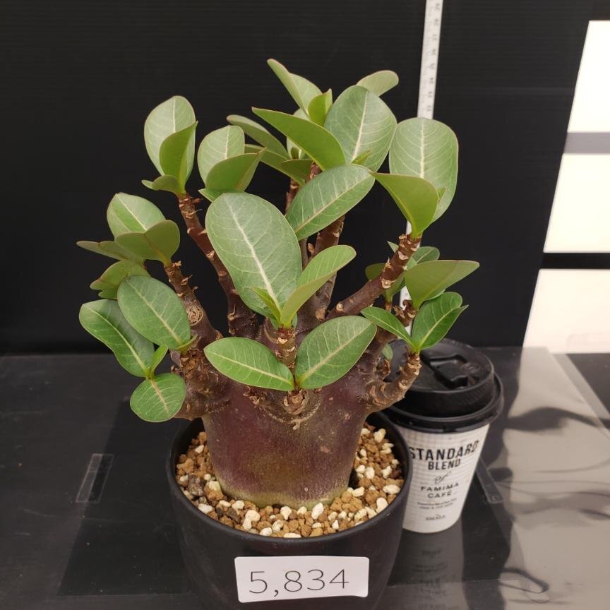 2025年最新】Yahoo!オークション -塊根植物(花、園芸)の中古品 2025年最新】Yahoo!オークション -塊根植物(花、園芸)の中古品