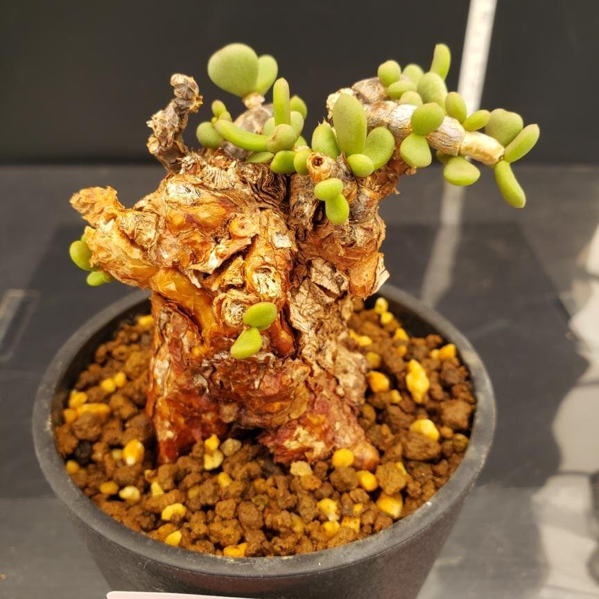 2025年最新】ピグマエア 観葉植物の魅力的な商品一覧 - Yahoo
