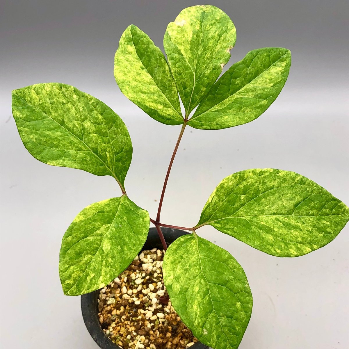 Yahoo!オークション -「ヤマシャクヤク」(鉢植え) の落札相場 Yahoo!オークション -「ヤマシャクヤク」(鉢植え) の落札相場