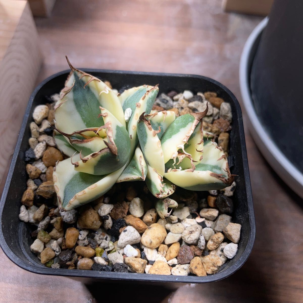 Yahoo!オークション -「スナグルトゥース」(アガベ) (観葉植物