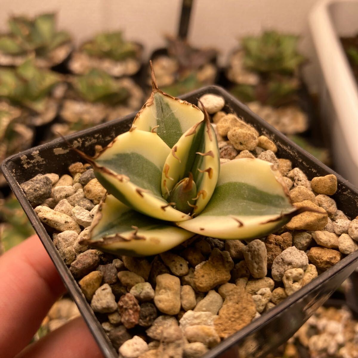 Yahoo!オークション -「スナグルトゥース」(アガベ) (観葉植物 Yahoo!オークション -「スナグルトゥース」(アガベ) (観葉植物