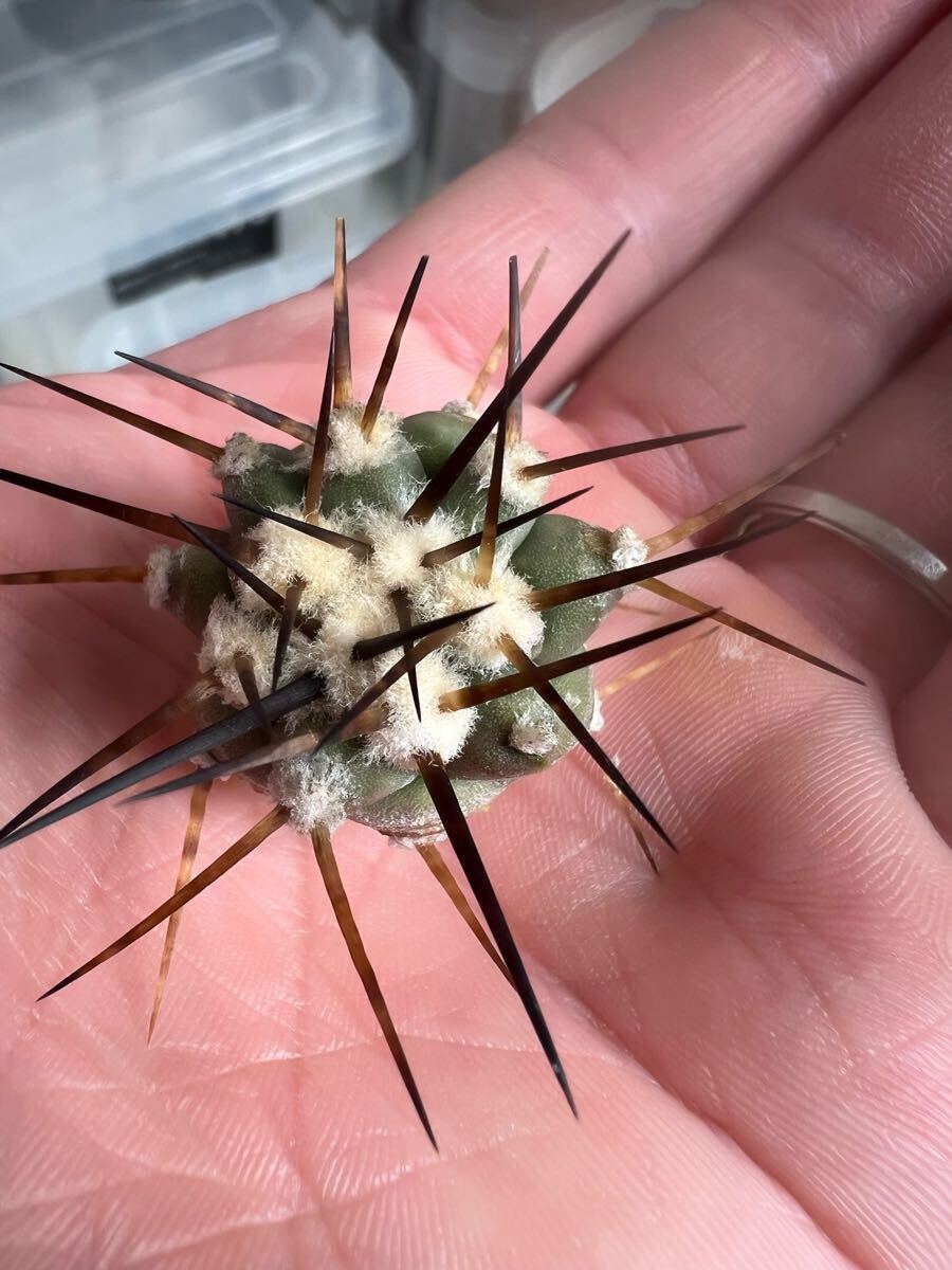 Yahoo!オークション -「黒王丸 カキコ」(観葉植物) の落札相場 Yahoo!オークション -「黒王丸 カキコ」(観葉植物) の落札相場