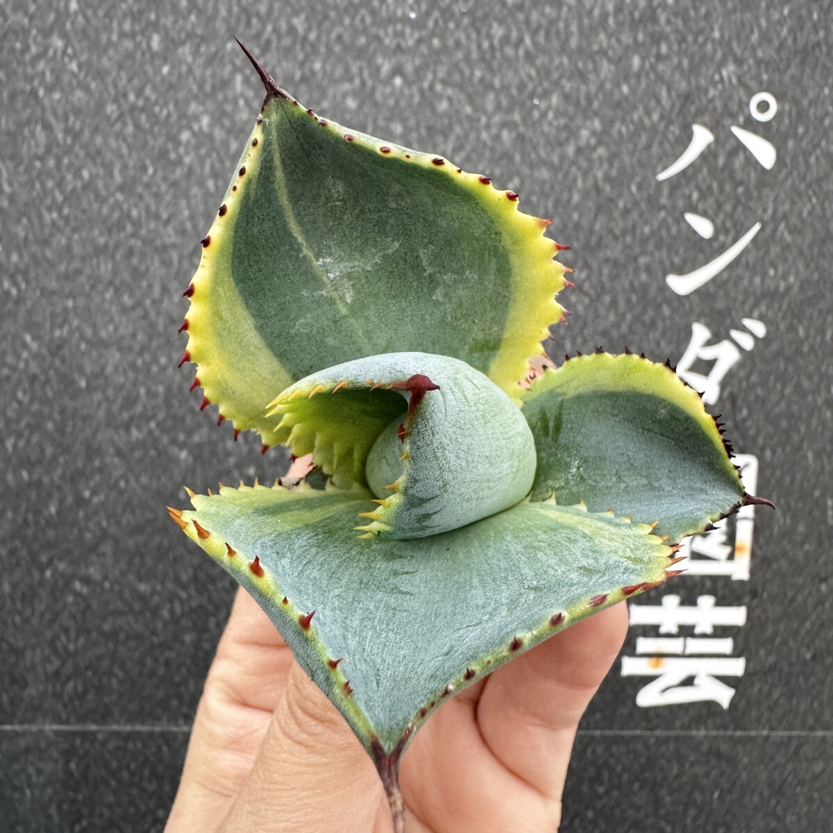 Yahoo!オークション -「dragon ドラゴン」(アガベ) (観葉植物)の Yahoo!オークション -「dragon ドラゴン」(アガベ) (観葉植物)の