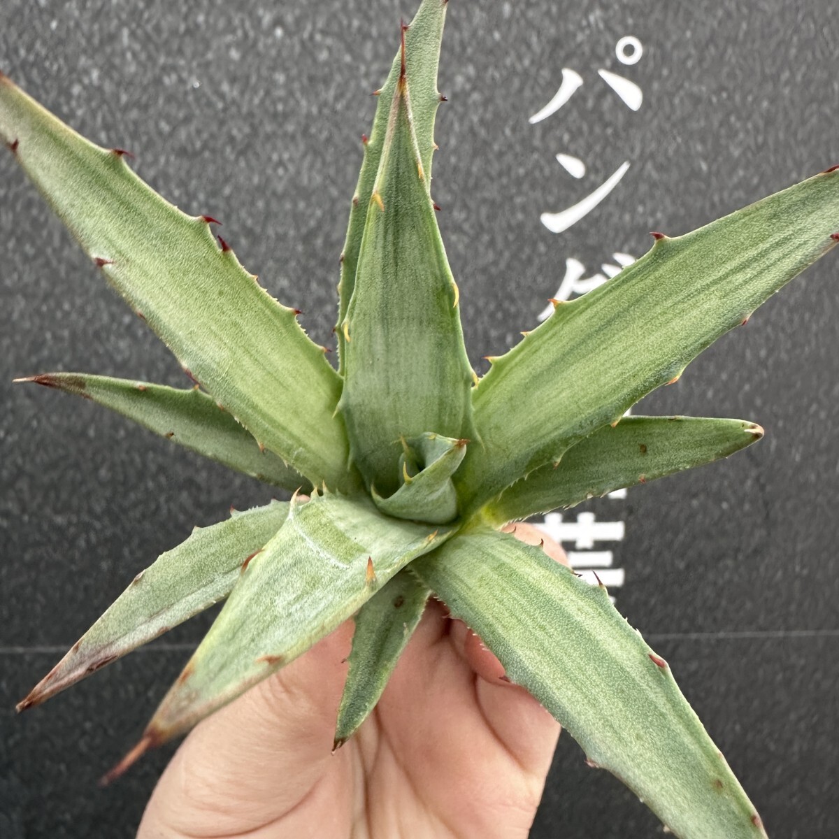 Yahoo!オークション -「devil」(観葉植物) の落札相場・落札価格 Yahoo!オークション -「devil」(観葉植物) の落札相場・落札価格