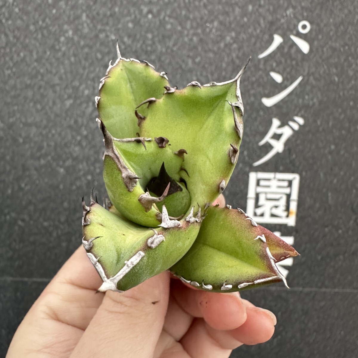 Yahoo!オークション -「翼竜 アガベ」の落札相場・落札価格 Yahoo!オークション -「翼竜 アガベ」の落札相場・落札価格