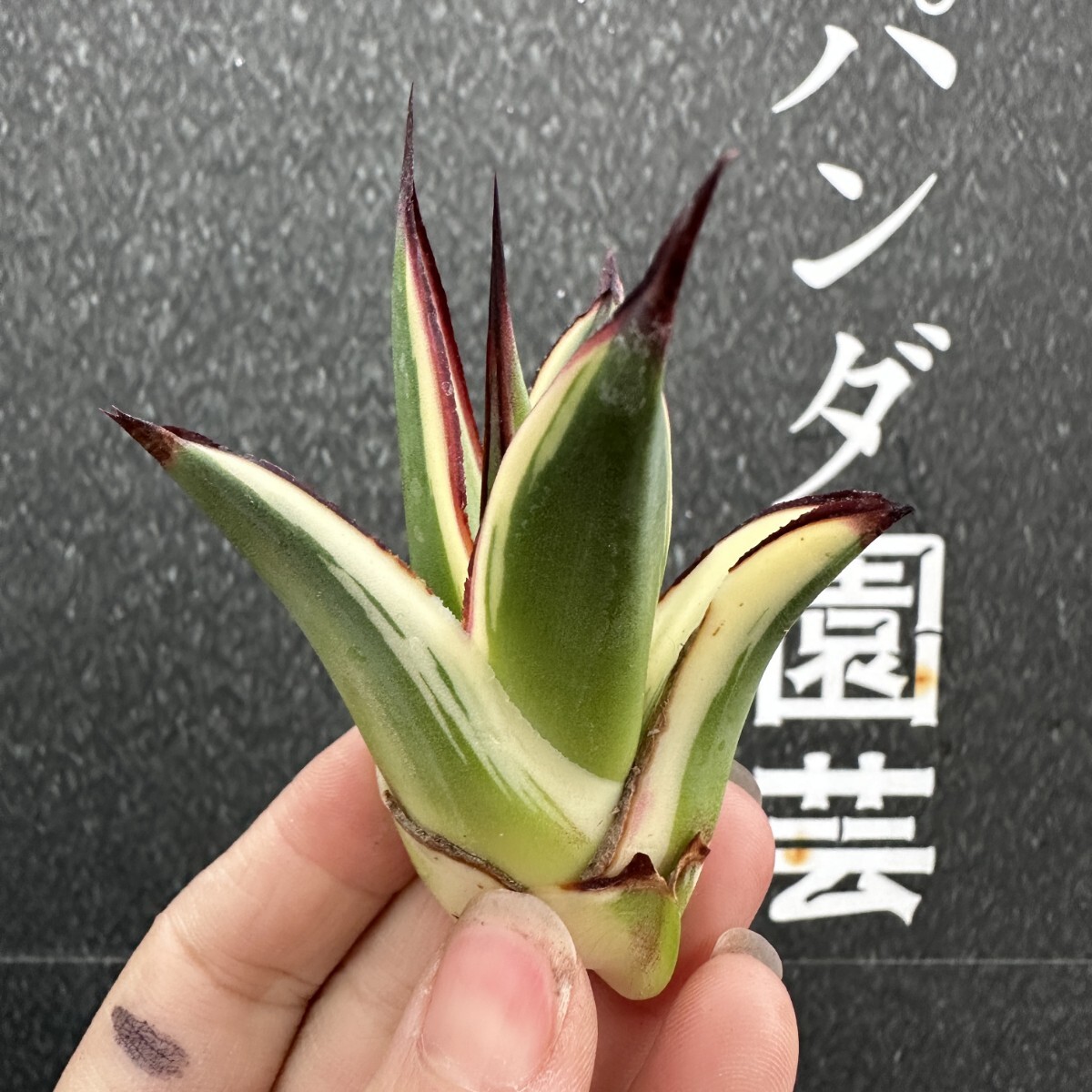 Yahoo!オークション -「アガベ スノーグロー」の落札相場・落札価格 Yahoo!オークション -「アガベ スノーグロー」の落札相場・落札価格
