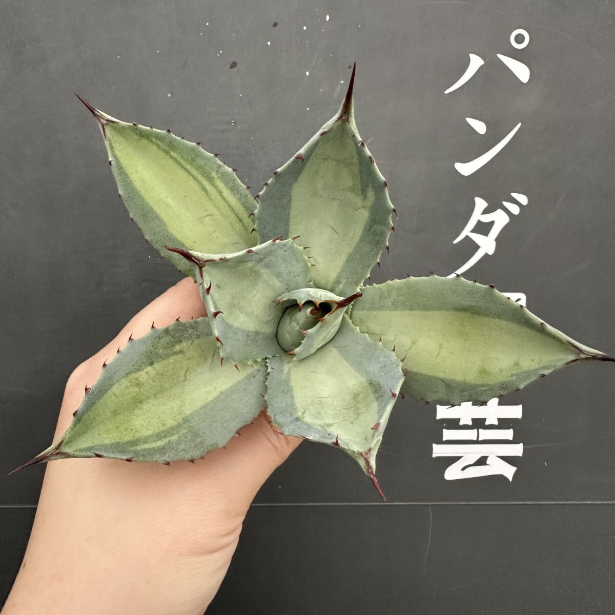 2025年最新】Yahoo!オークション -アガベ 吉祥天(観葉植物)の 2025年最新】Yahoo!オークション -アガベ 吉祥天(観葉植物)の