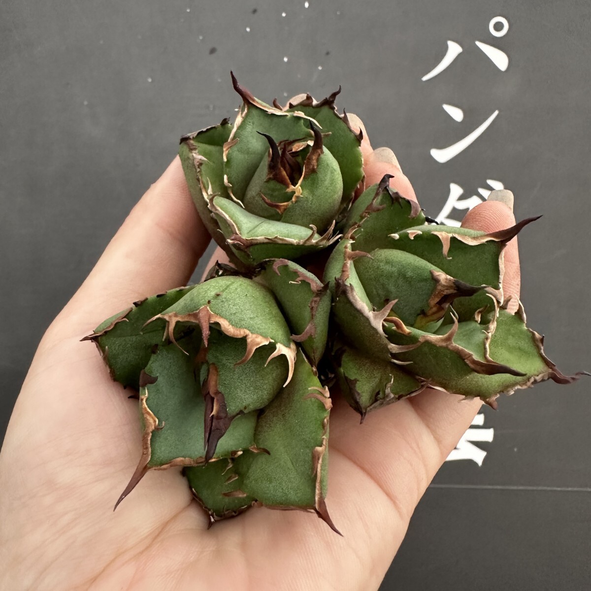 Yahoo!オークション -「チタノタcrazy」(アガベ) (観葉植物)の Yahoo!オークション -「チタノタcrazy」(アガベ) (観葉植物)の