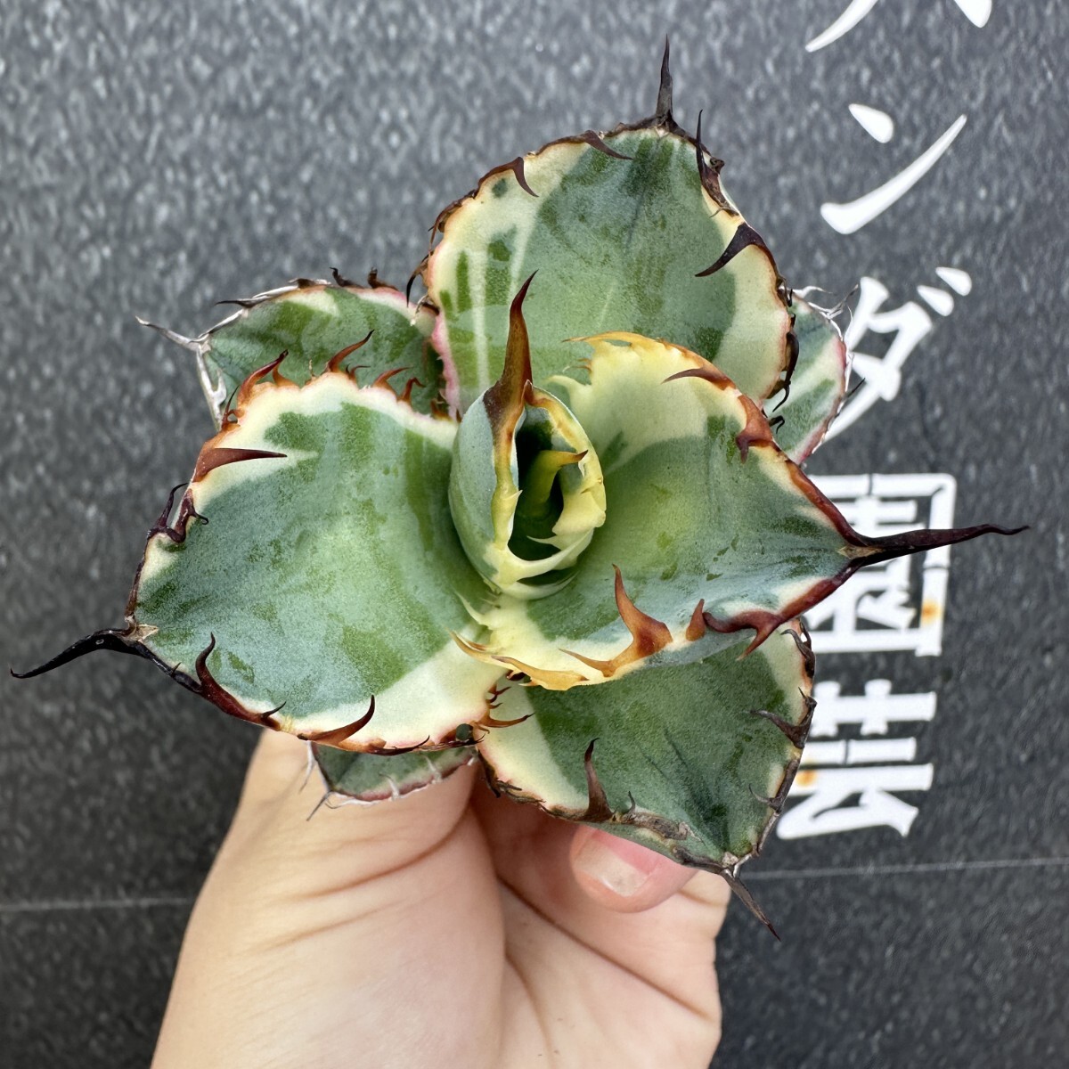 Yahoo!オークション -「白覆輪」(アガベ) (観葉植物)の落札相場 Yahoo!オークション -「白覆輪」(アガベ) (観葉植物)の落札相場