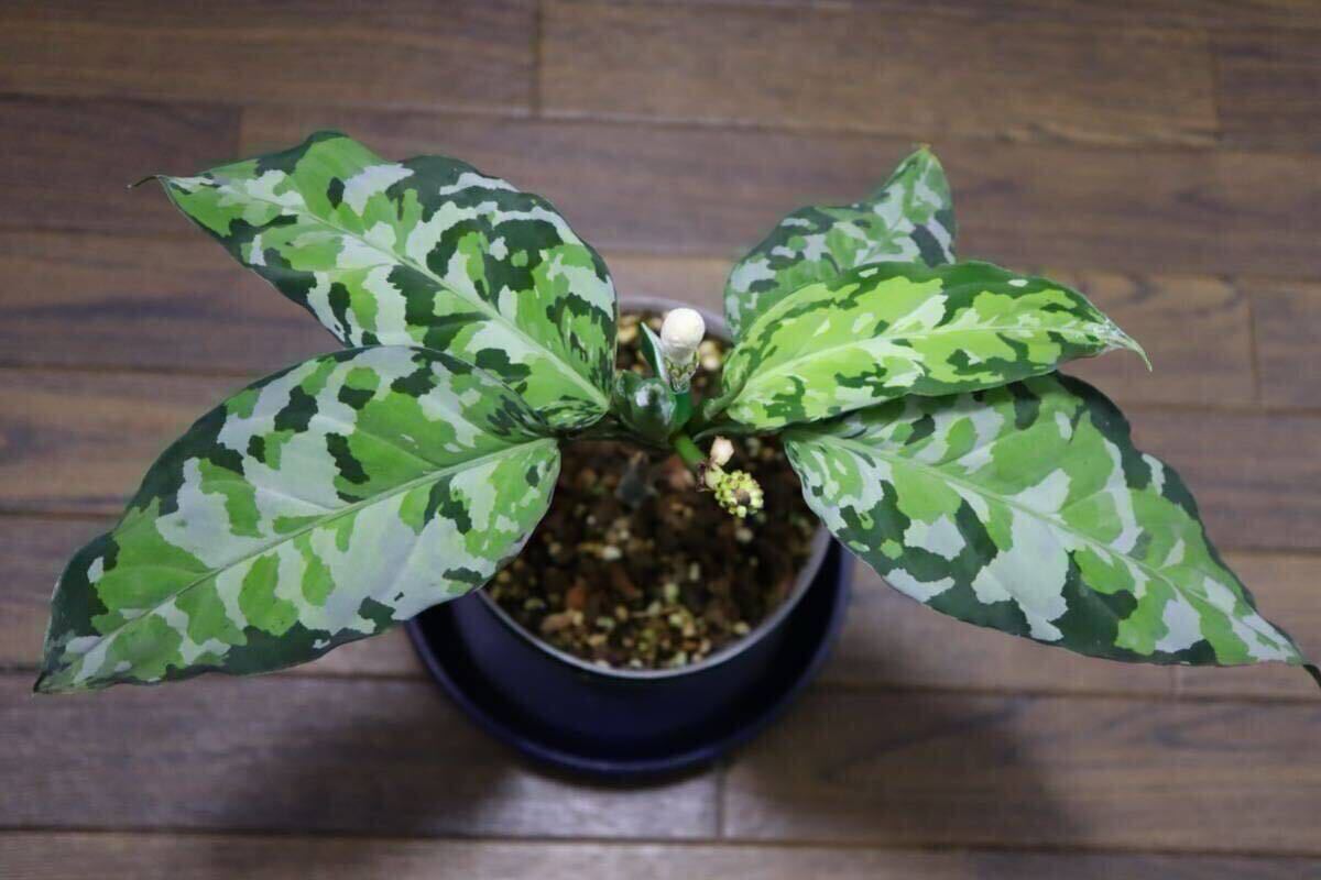 Yahoo!オークション -「アグラオネマアンダマン」(観葉植物) の Yahoo!オークション -「アグラオネマアンダマン」(観葉植物) の