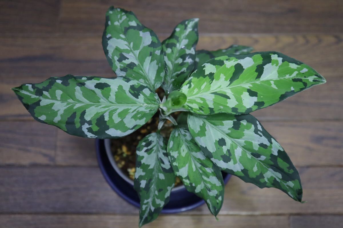 アグラオネマ ピクタム 元祖 Aglaonema pictum tricolor | K2