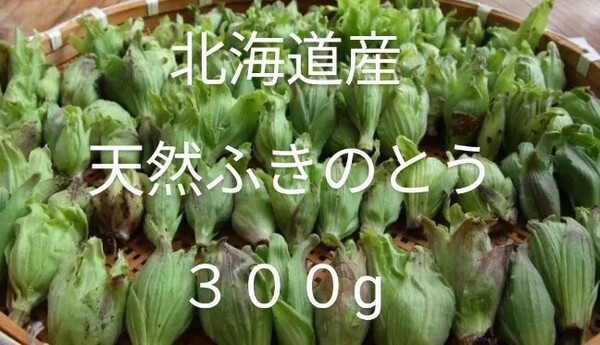 残り少なくなってきた北海道産 天然ふきのとう♪ 300g ①