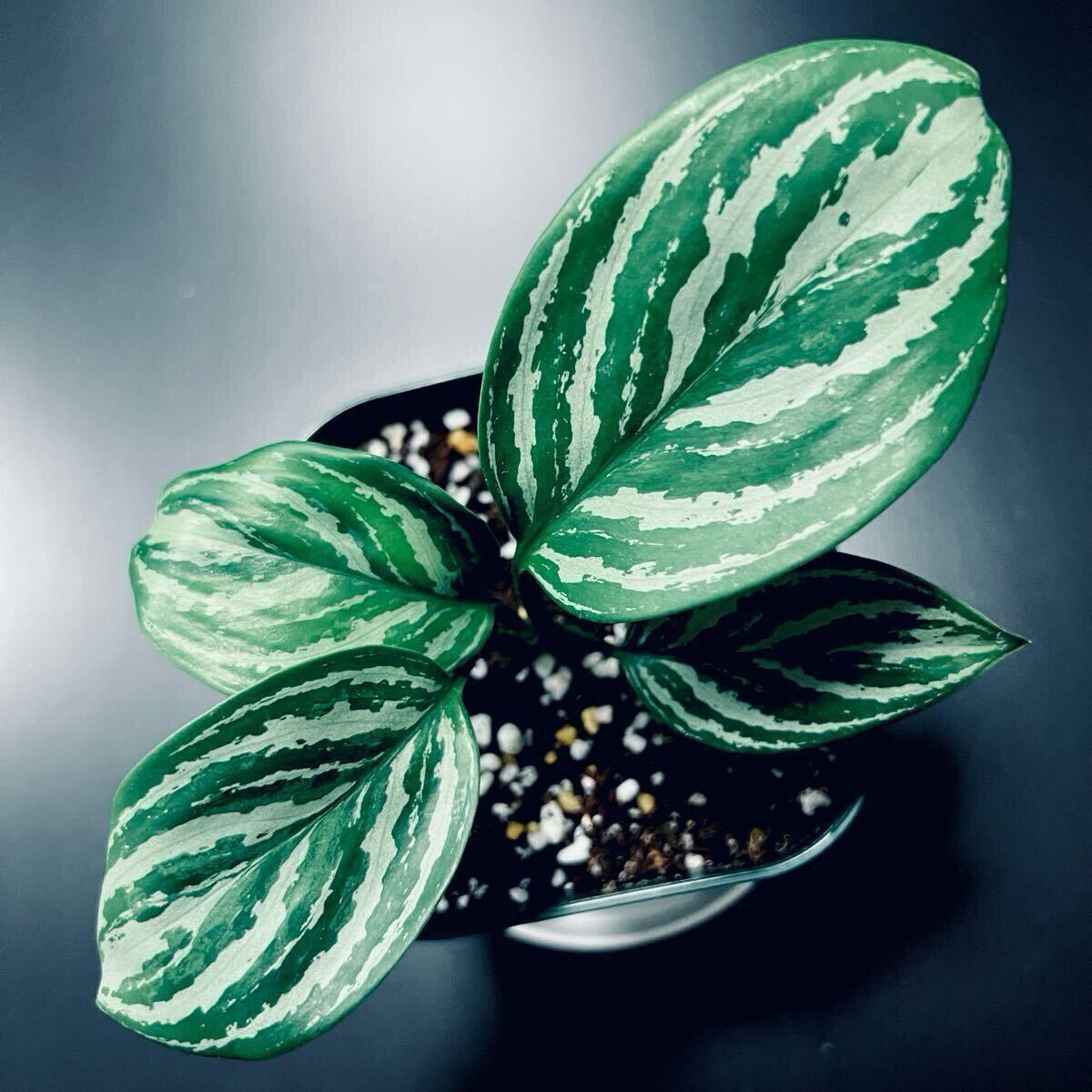 2025年最新】Yahoo!オークション -アグラオネマ aglaonema(観葉 2025年最新】Yahoo!オークション -アグラオネマ aglaonema(観葉