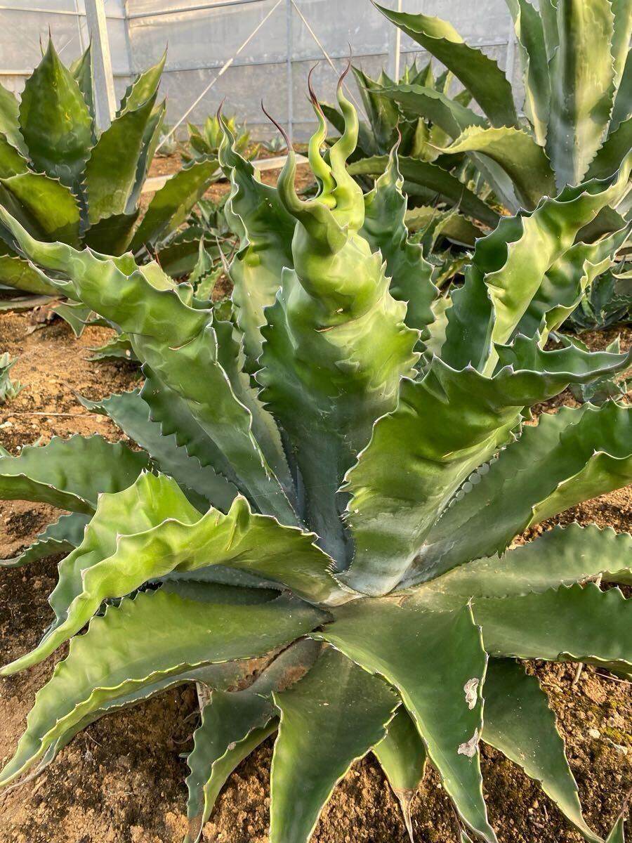 【大株】アガベ フェロックスベルビレ1（写真9月7日撮影） 楽天市場】☆【現品・現物】【フェロックス 販売】アガベ・フェ