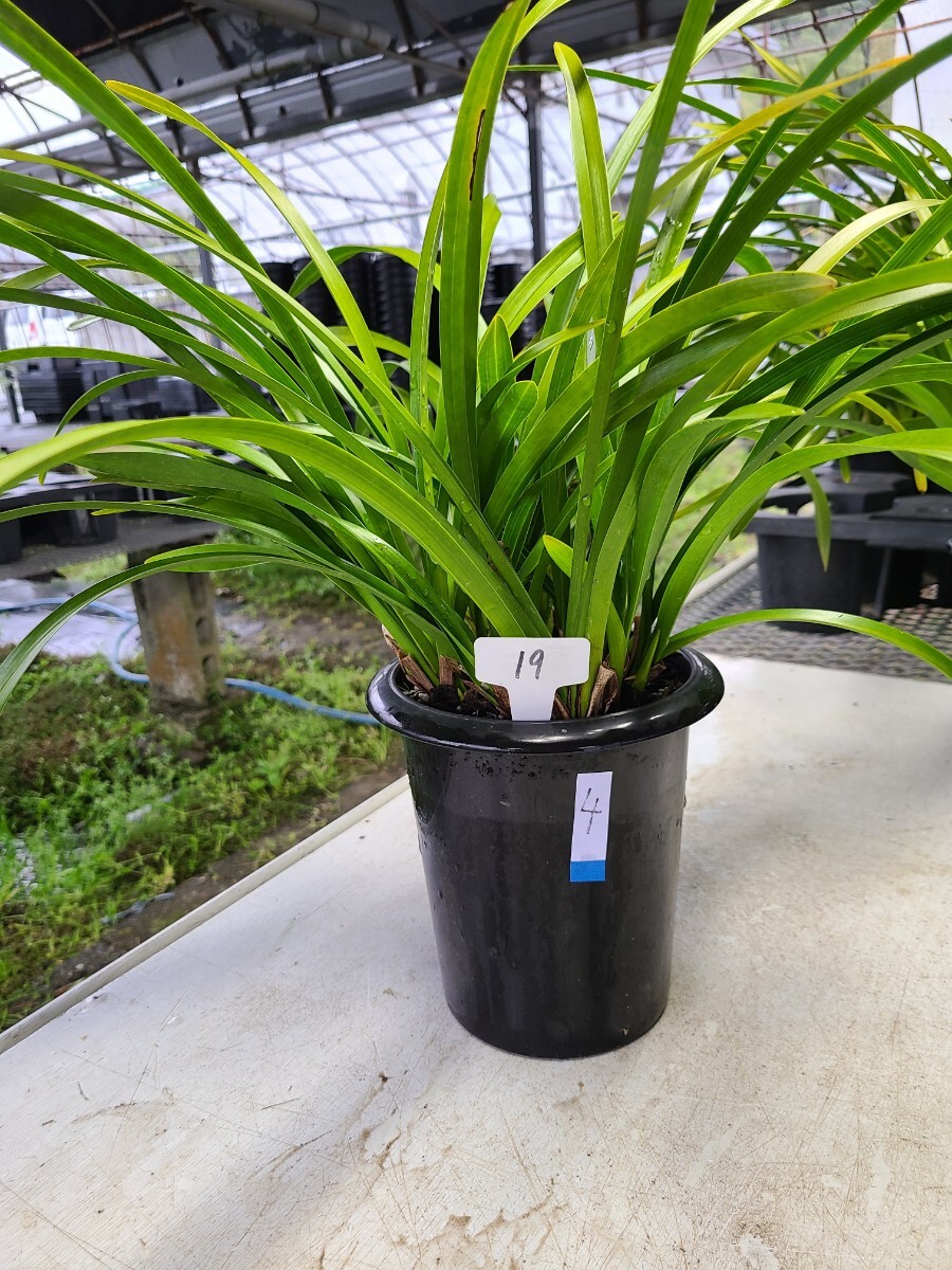 Yahoo!オークション -「キンリョウヘン白花」(花) (鉢植え)の Yahoo!オークション -「キンリョウヘン白花」(花) (鉢植え)の