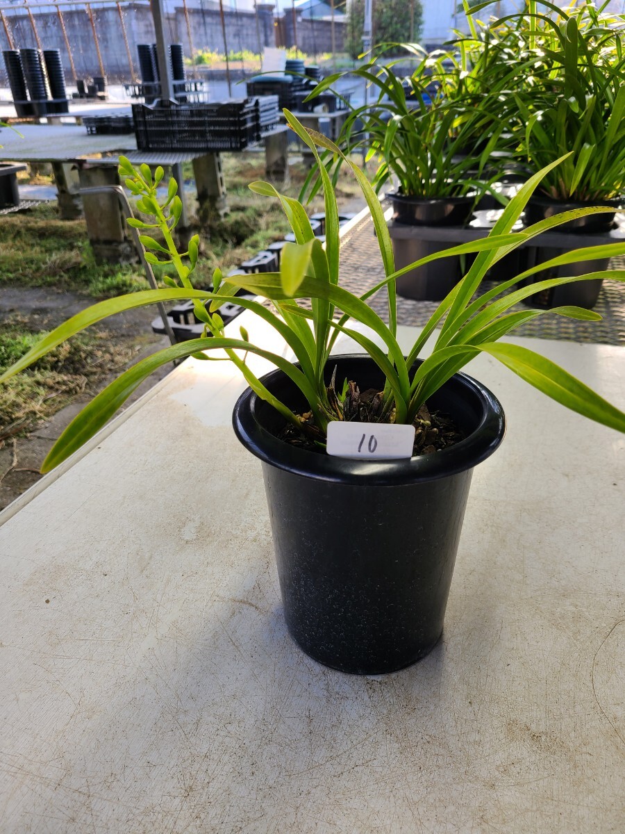 Yahoo!オークション -「キンリョウヘン白花」(花) (鉢植え)の Yahoo!オークション -「キンリョウヘン白花」(花) (鉢植え)の