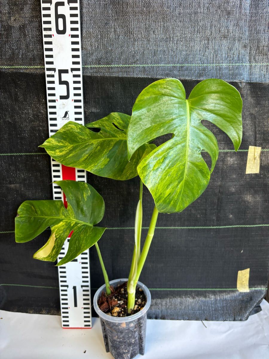 Yahoo!オークション -「aurea」(モンステラ) (観葉植物)の落札 Yahoo!オークション -「aurea」(モンステラ) (観葉植物)の落札