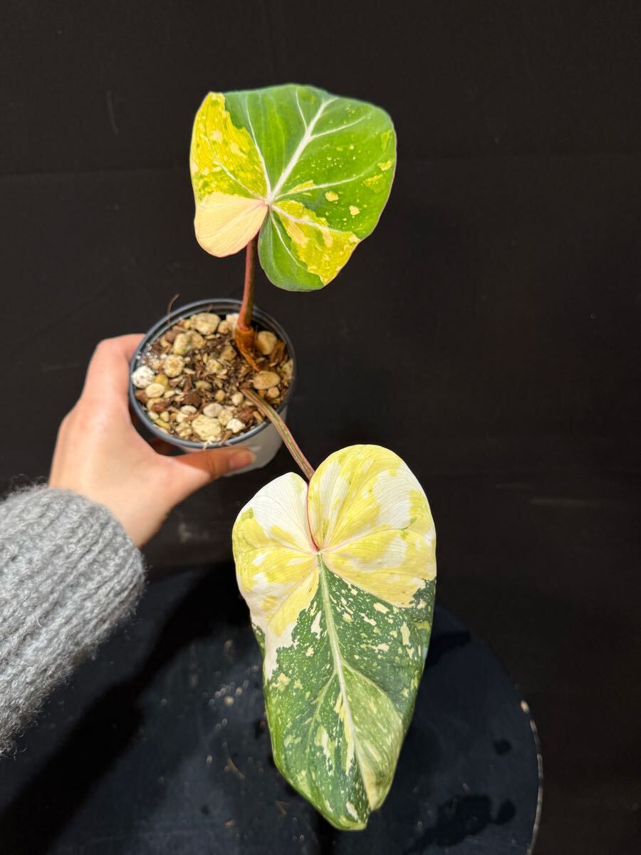 Yahoo!オークション -「グロリオーサ」(その他) (観葉植物)の Yahoo!オークション -「グロリオーサ」(その他) (観葉植物)の