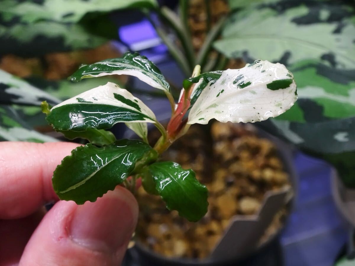 Yahoo!オークション -「variegata」(その他) (水草)の落札相場 Yahoo!オークション -「variegata」(その他) (水草)の落札相場