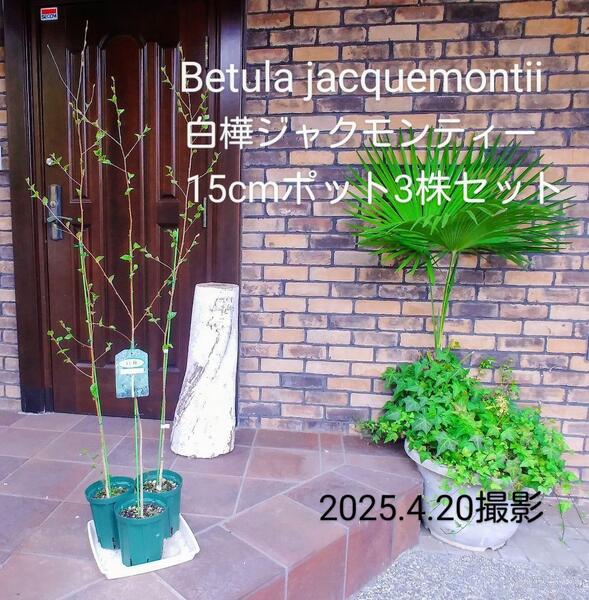 白樺ジャクモンティー シラカバ苗木 15cmポット 3株セット 暑さに強い白樺 シラカバ苗木