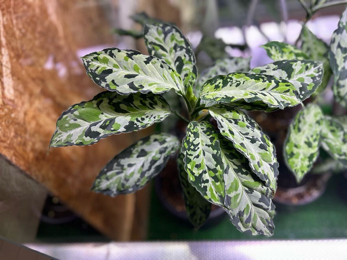 Yahoo!オークション -「ラプラス」(観葉植物) の落札相場・落札価格 Yahoo!オークション -「ラプラス」(観葉植物) の落札相場・落札価格