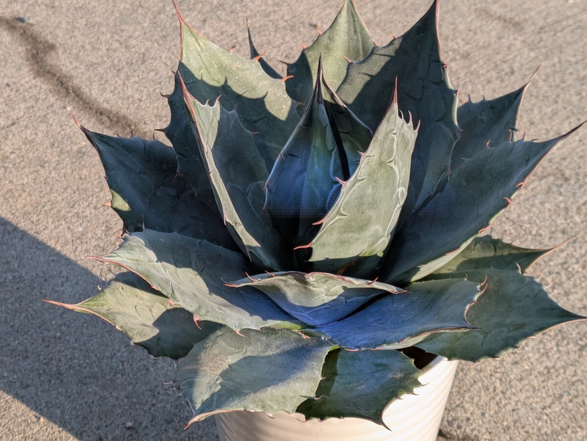 Yahoo!オークション -「leaf」(アガベ) (観葉植物)の落札相場 Yahoo!オークション -「leaf」(アガベ) (観葉植物)の落札相場