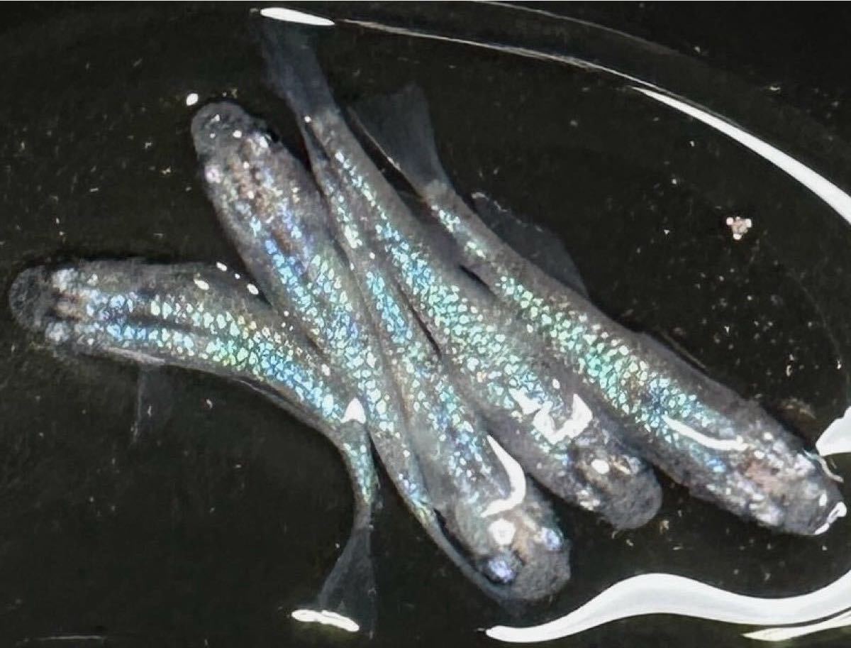 Yahoo!オークション -「白斑サファイア」(魚類、水生生物) の